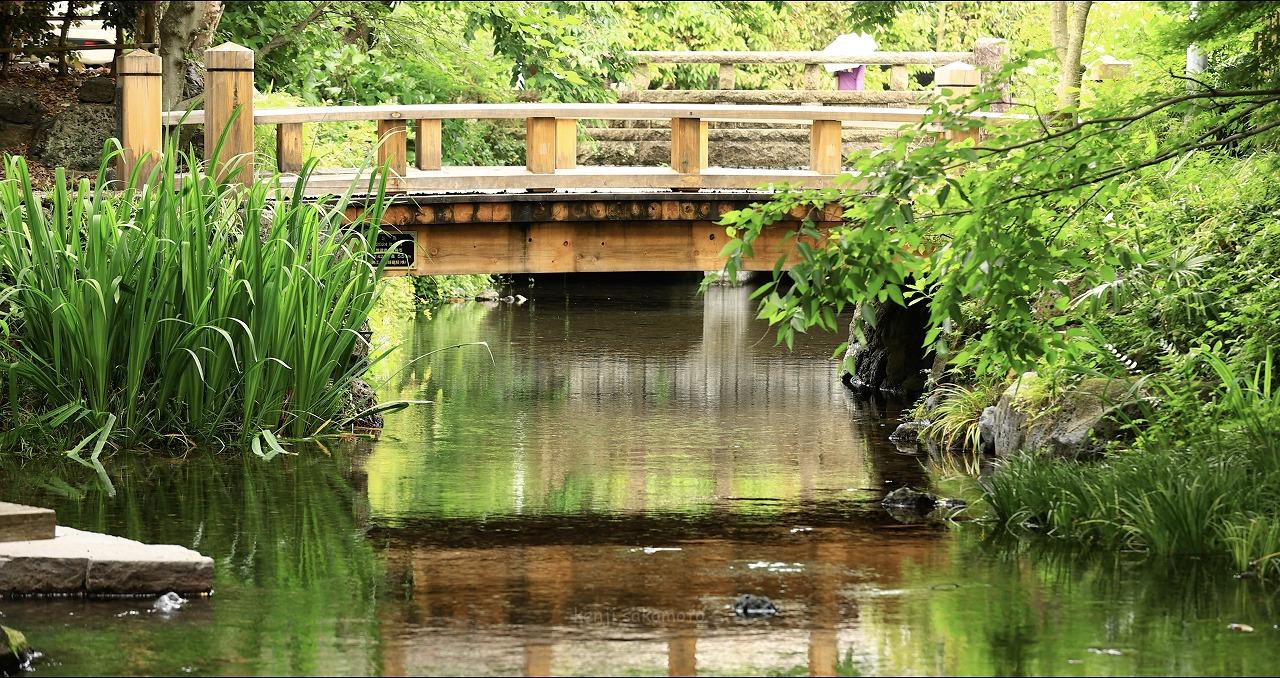 静岡　三島　源兵衛川