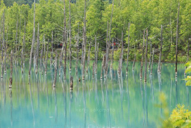 北海道 美瑛の青い池