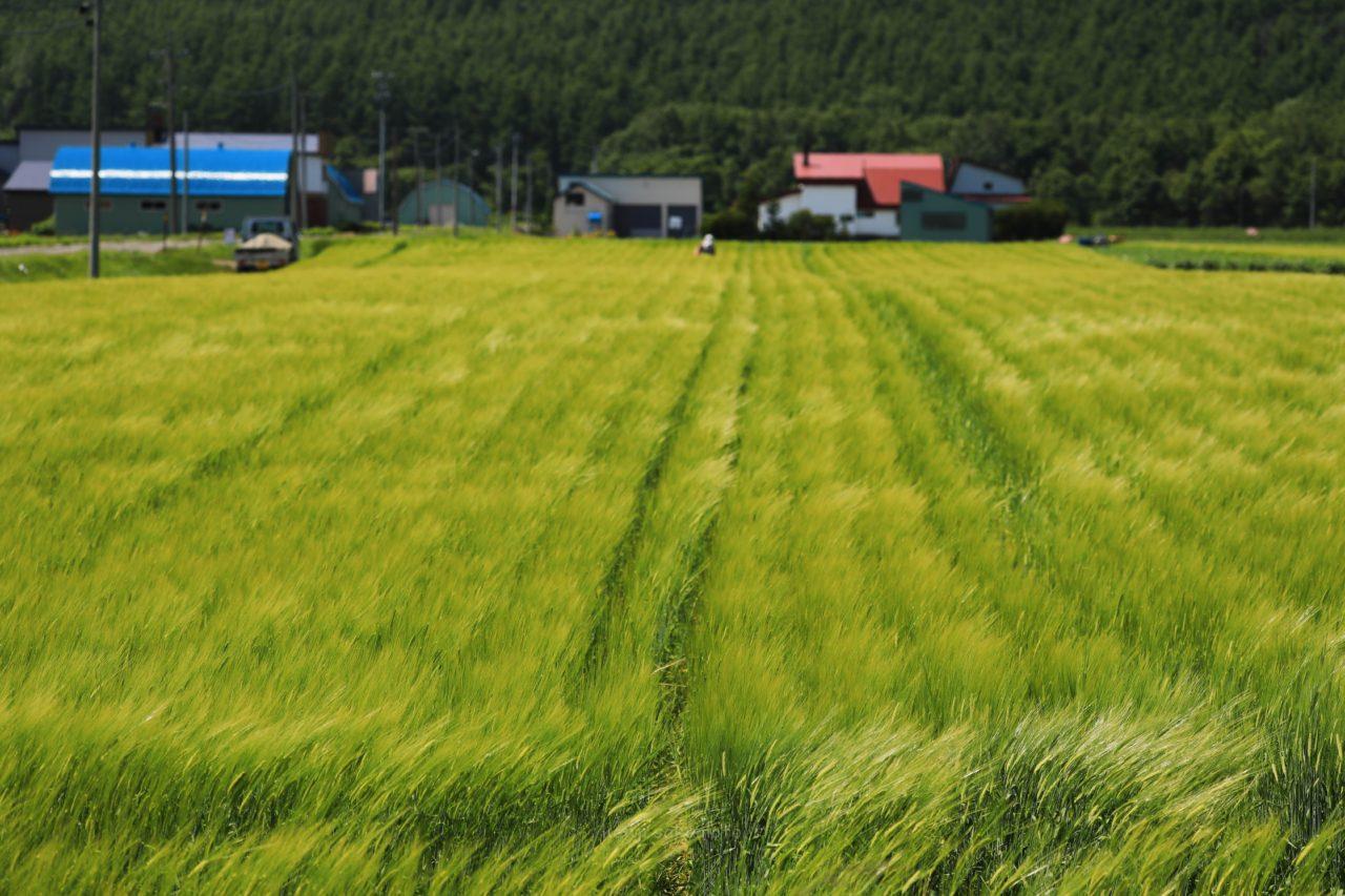北海道 風になびく麦畑