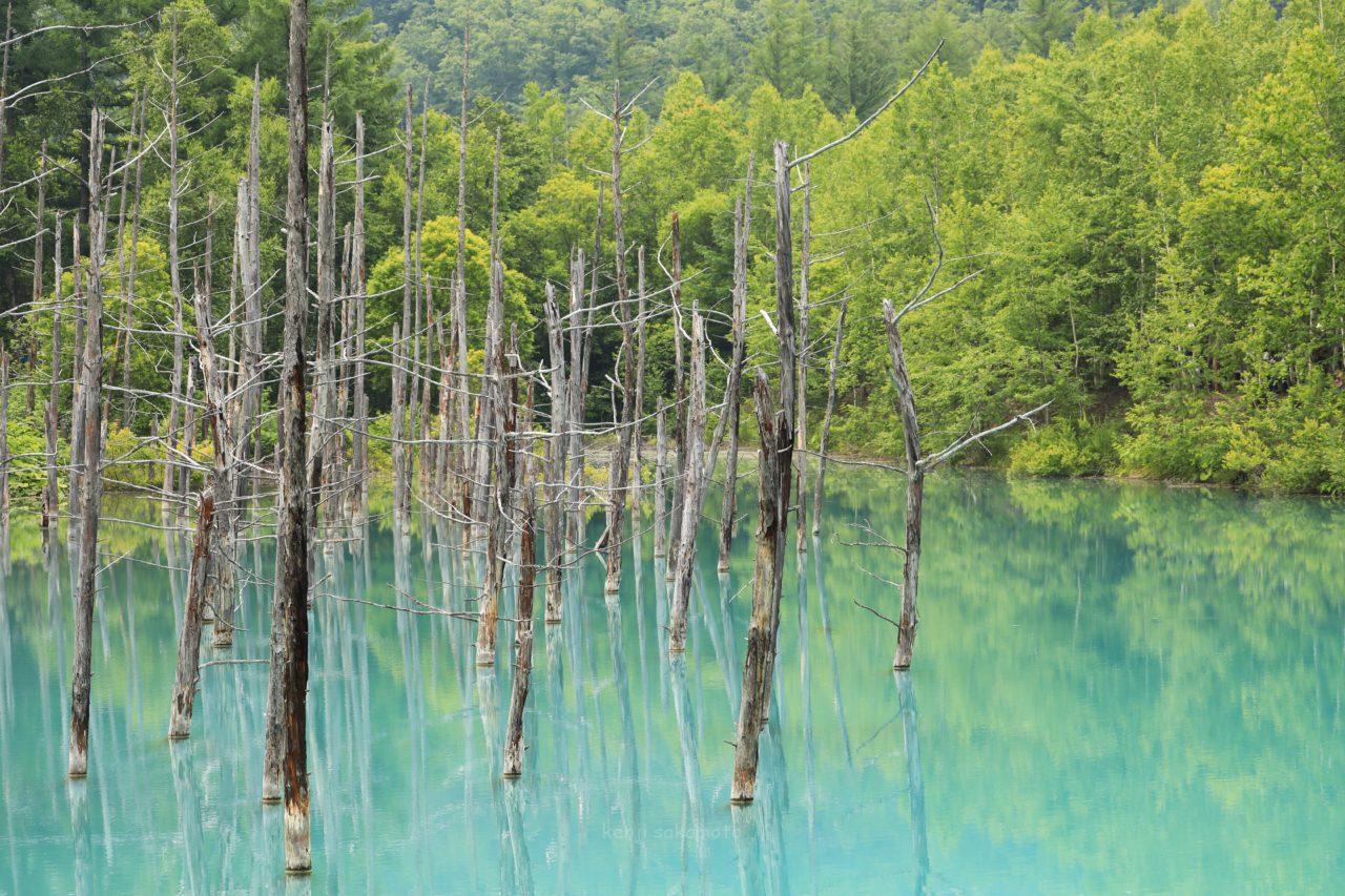 北海道 美瑛の青い池